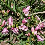 Eremophila laanii - Australian Native Plant