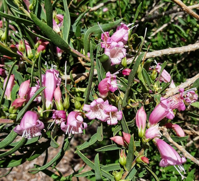 Eremophila laanii - Australian Native Plant