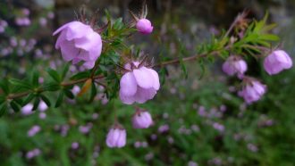 Bauera rubiodes Candy Stripe - Australian Native Plant
