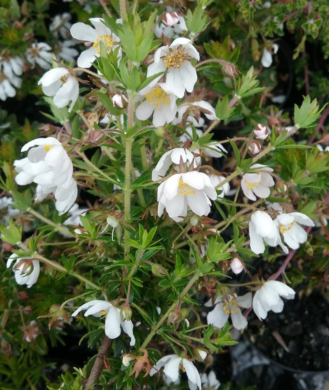 Bauera rubioides white - Australian Native Plant