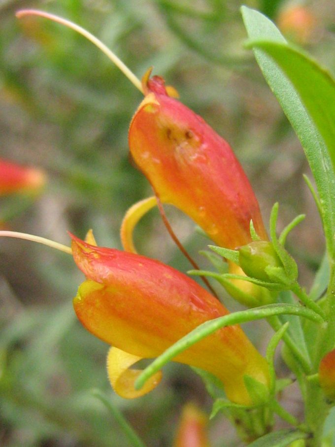 Eremophila carnosa - Australian Native Plant