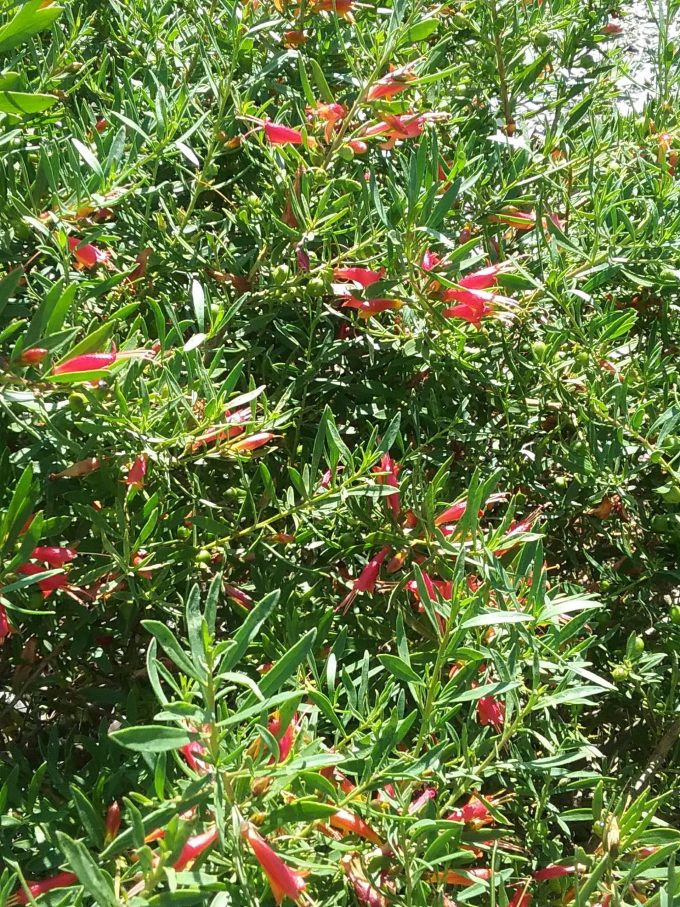 Eremophila carnosa - Australian Native Plant