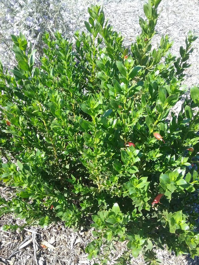 Eremophila denticulata - Australian Native Plant