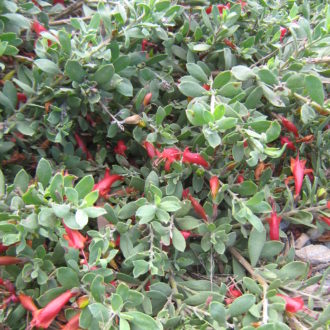 eremophila glabra ssp carnosa red frost eremophila glabra ssp carnosa red frost