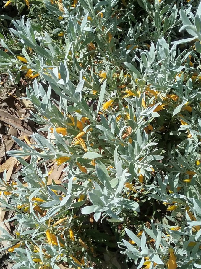 Eremophila glabra form - Australian Native Plant