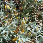 Eremophila glabra form - Australian Native Plant