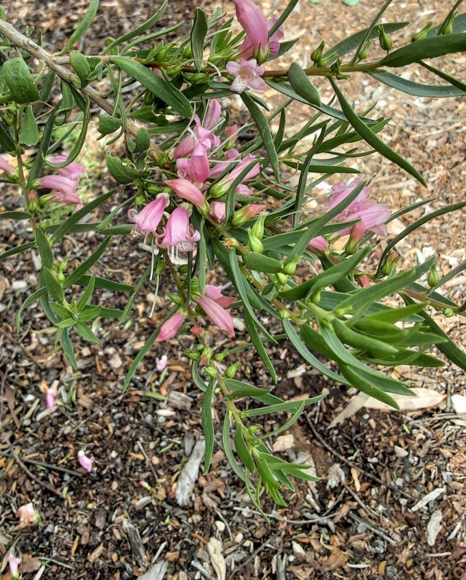 Eremophila laanii Australian native plant