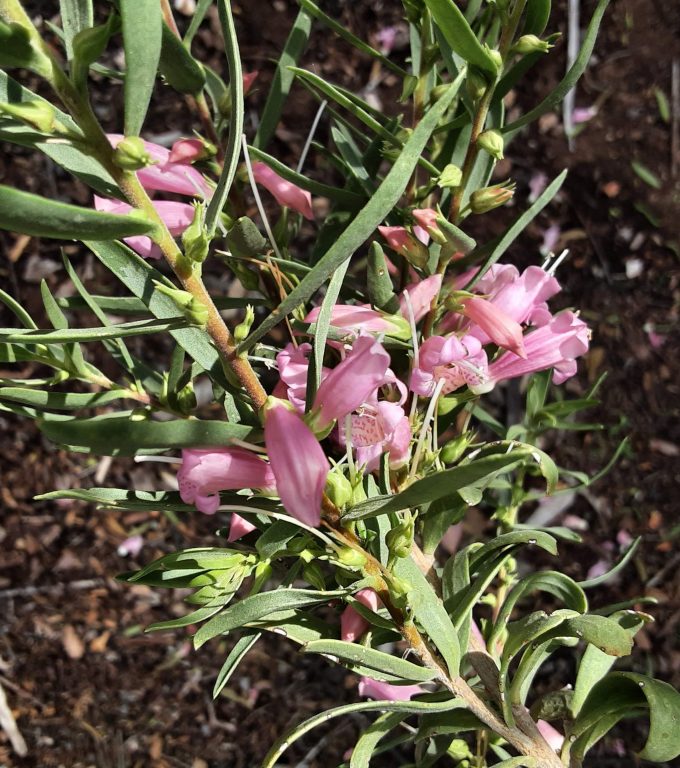 Eremophila laanii Australian native plant
