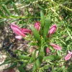 Eremophila maculata dark pink - Australian Native Plant