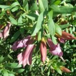 Eremophila maculata - Australian Native Plant