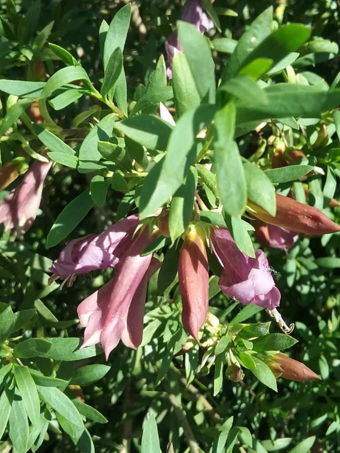 Eremophila maculata - Australian Native Plant