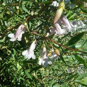 Eremophila maculata silver hybrid - Australian Native Plant