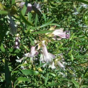 Eremophila maculata silver hybrid - Australian Native Plant