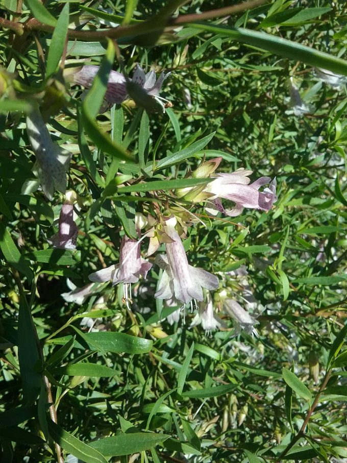 Eremophila maculata silver hybrid - Australian Native Plant