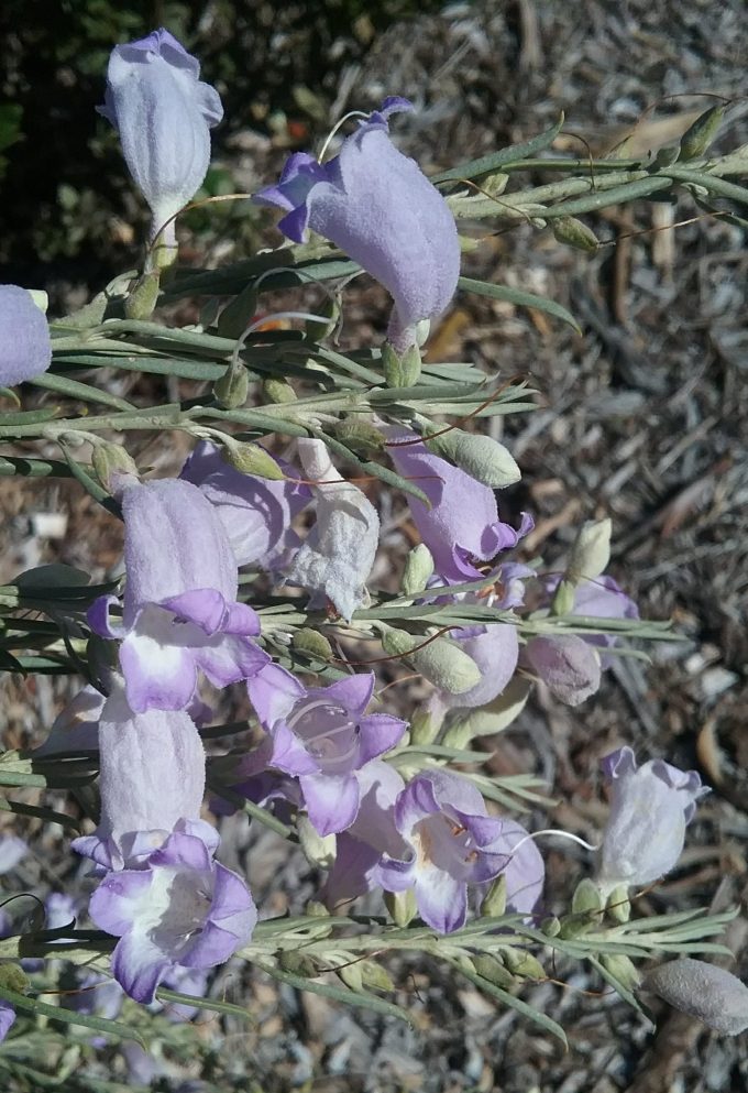 Eremophila pantonii - Australian Native Plant
