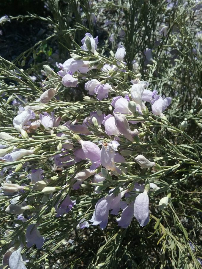 Eremophila pantonii - Australian Native Plant