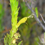 Eremophila glabra ssp chlorella - Australian Native Plant