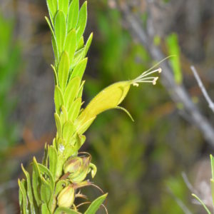 Eremophila glabra ssp chlorella - Australian Native Plant