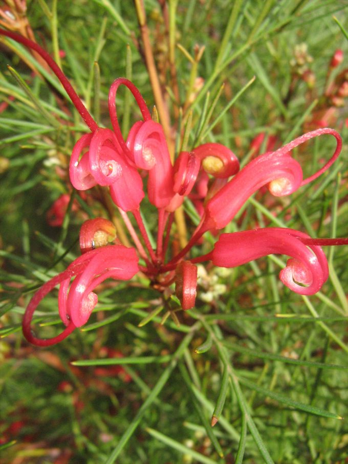 Grevillea Bonfire - Australian Native Plant