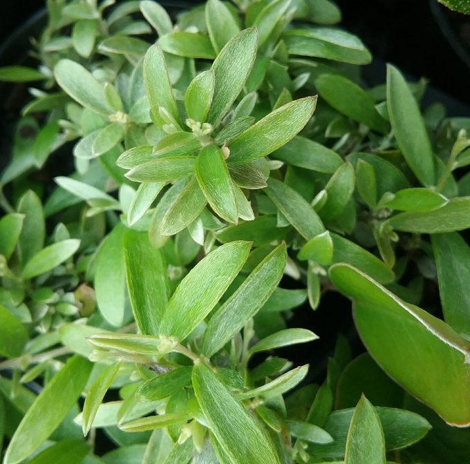 Grevillea linearifolia compact - Australian Native Plant