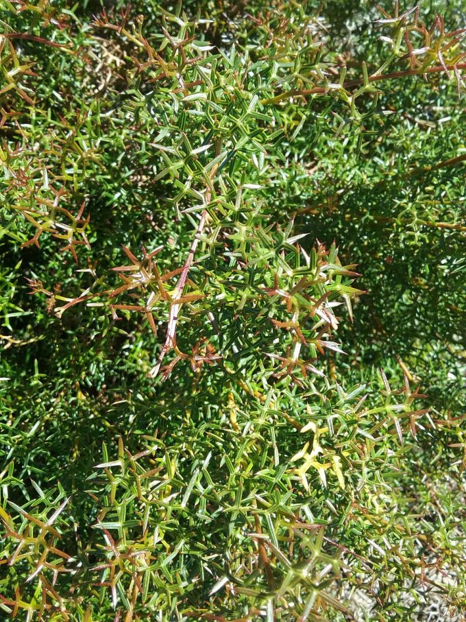 Grevillea microstegia - Australian Native Plant