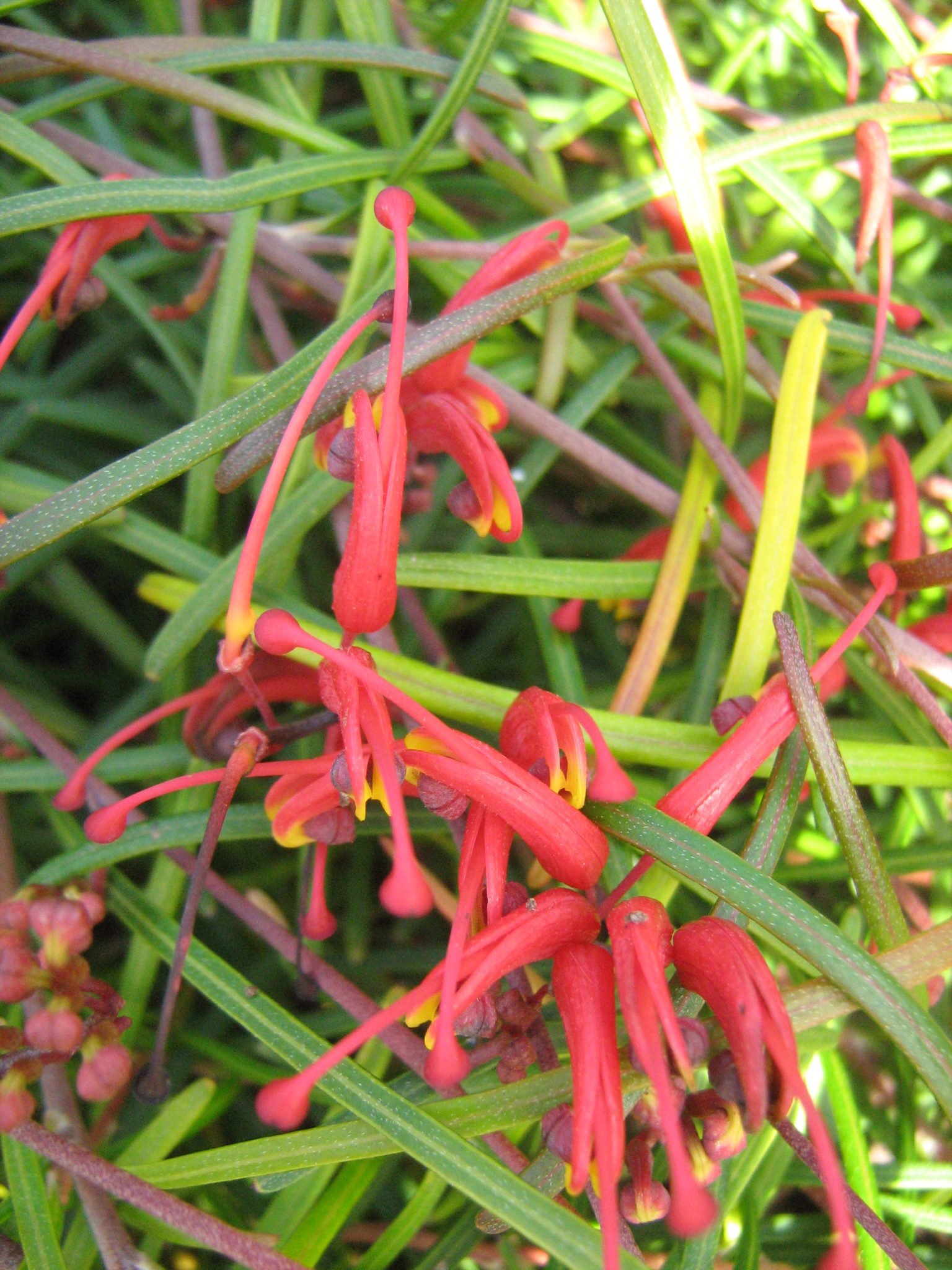 Grevillea Nudiflora Upright Form In 50mm Forestry Tube Trigg Plants