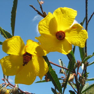 Hibiscus divaricatus - Australian Native Plant
