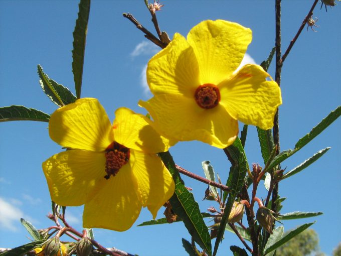 Hibiscus divaricatus - Australian Native Plant