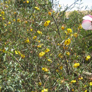 Hibiscus divaricatus - Australian Native Plant