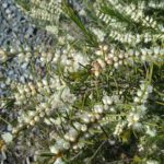 Hypocalymma angustifolia - Australian Native Plant