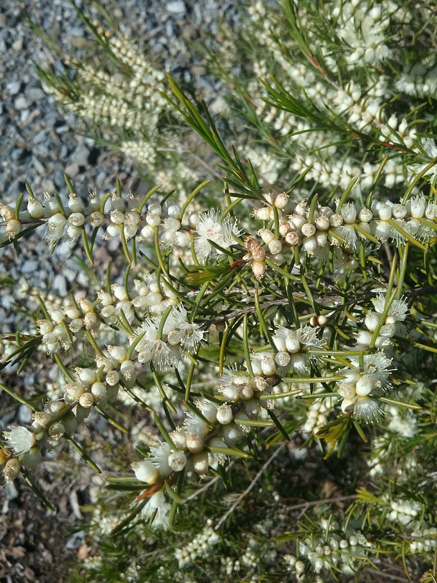 Hypocalymma angustifolium in 50mm Forestry Tube – Trigg Plants