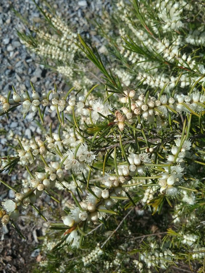 Hypocalymma angustifolia - Australian Native Plant