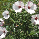 Hibiscus heterophyllus pink form - Australian Native Plant
