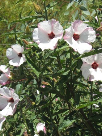 Hibiscus heterophyllus pink form in 125mm Pot