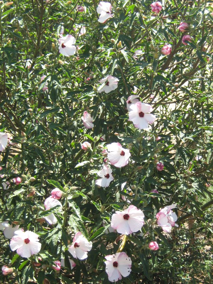 Hibiscus heterophyllus pink form - Australian Native Plant