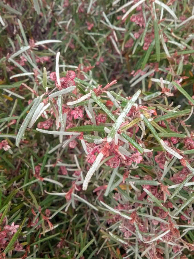 Lasiopetalum baueri - Australian Native Plant