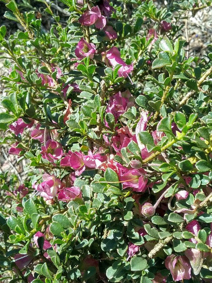 Eremophila purpurascens - Australian Native Plant