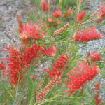 Grevillea Red Hooks - Australian Native Plant