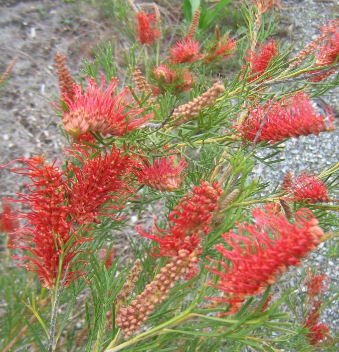 Grevillea Red Hooks - Australian Native Plant