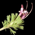 Adenanthos meisneri - Australian Native Plant