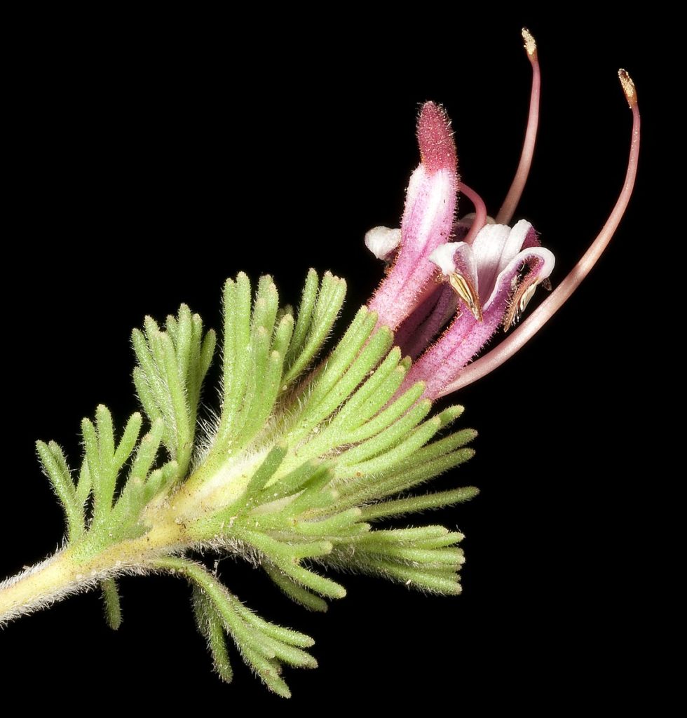 Adenanthos meisneri - Australian Native Plant