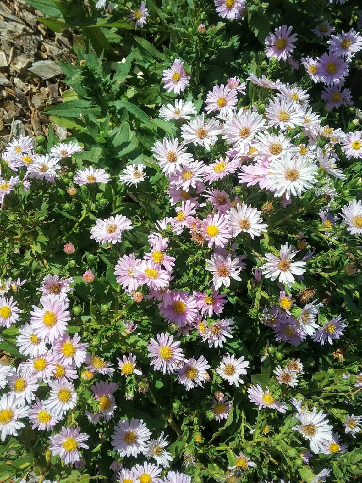 Aster Pastel Pearl (Easter Daisy) Bare Rooted Trigg Plants
