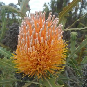 Banksia ashbyi dwarf in 50mm Forestry Tube – Trigg Plants