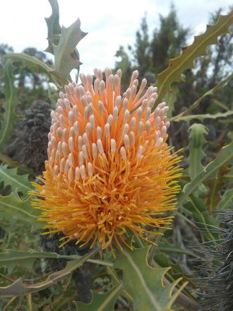 Banksia ashbyi dwarf in 50mm Forestry Tube – Trigg Plants