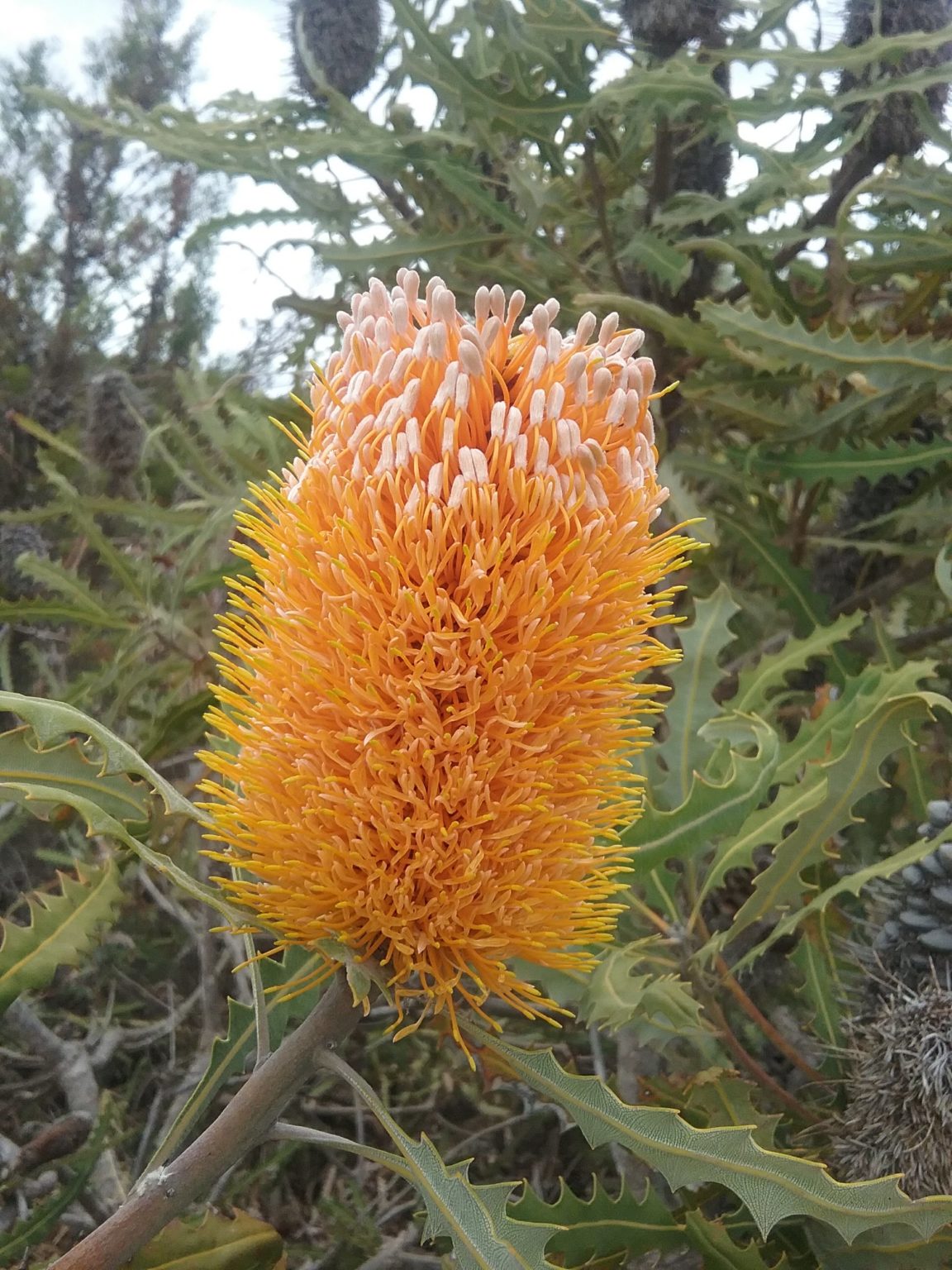 Banksia ashbyi dwarf in 50mm Forestry Tube – Trigg Plants