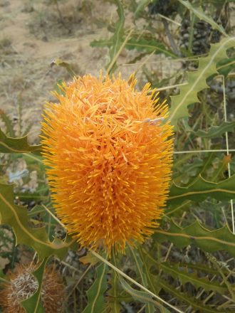 Banksia ashbyi dwarf - Australian Native Plant