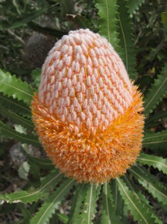 Banksia burdettii - Australian Native Plant