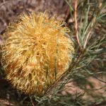 Banksia leptophylla - Australian Native Plant