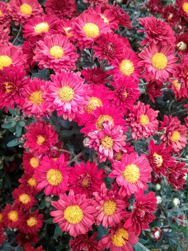 Chrysanthemum Bunninyong Bronze BARE ROOTED Trigg Plants