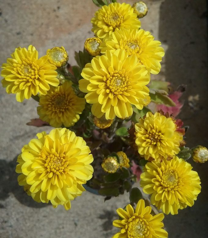 Chrysanthemum Elektra Yellow - Perennial Plant